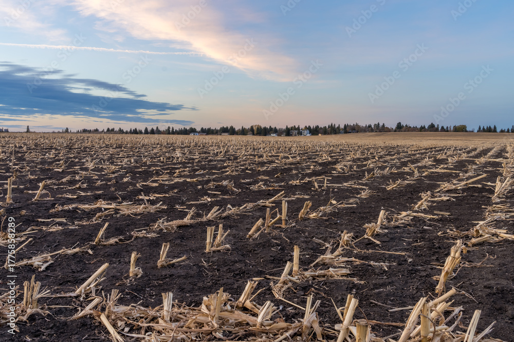 Fototapeta premium Harvested corn field with a stublbe on black soil
