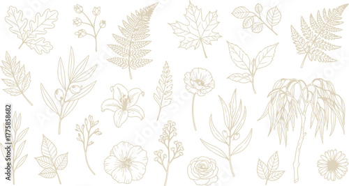 Botanical Outline with Oak, Lily, Rose, Maple Leaf on White