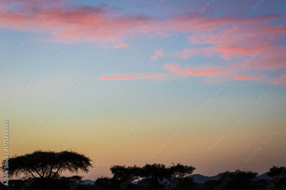 Fototapeta premium Acacia Silhouettes Beneath Gradient Sky at African Twilight