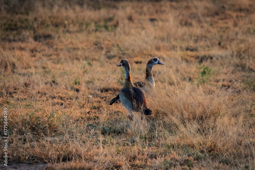 Fototapeta premium Egyptian Geese in Golden Grass