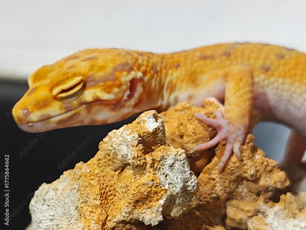 Naklejka premium Yellow Gecko on Rocky Surface