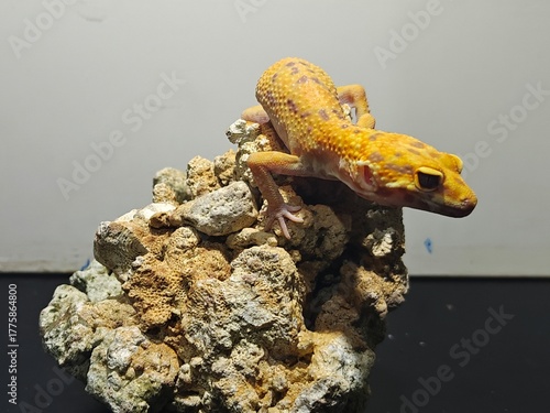 Yellow Gecko on Rocky Surface