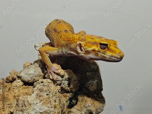 Yellow Gecko on Rocky Surface