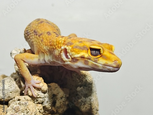 Yellow Gecko on Rocky Surface