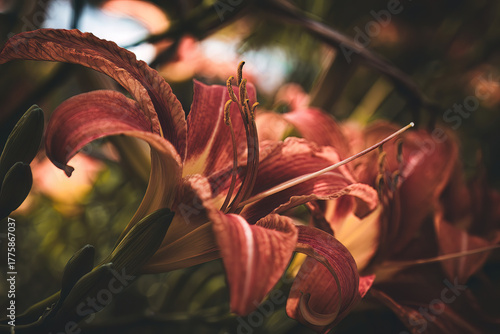 фотографія Flowers blooming