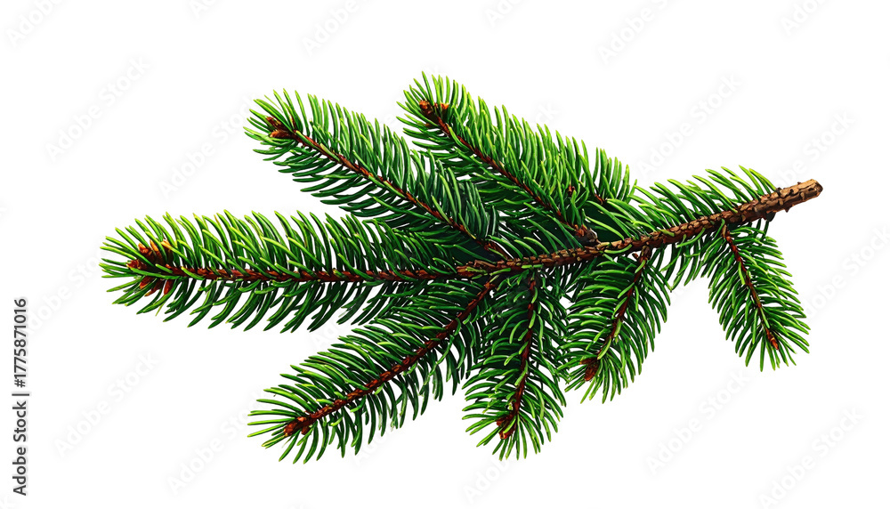 Naklejka premium Green evergreen branch with needles against black background