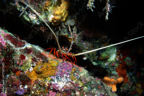 イセエビ　幼体　海中写真