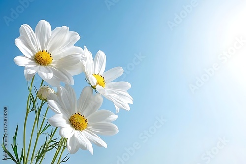 White Daisy Flowers Against a Clear Blue Sky with Bright Sunlight in the Background