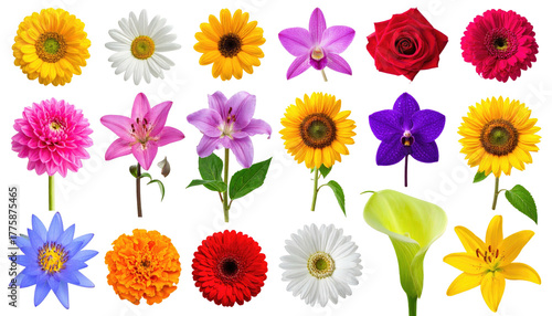 Diverse arrangement of colorful flowers against a black backdrop