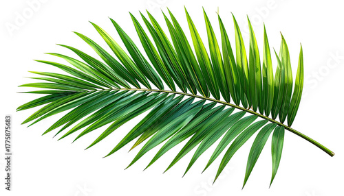Lush green palm frond gracefully curves against a black backdrop