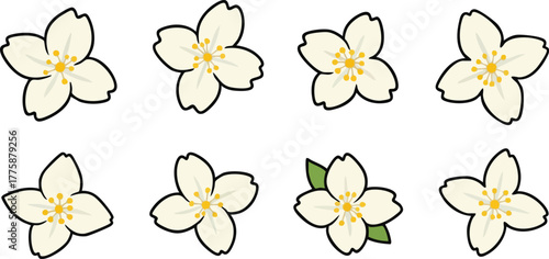 Collection Of Eight White Jasmine Flowers With Yellow Centers And Green Leaves On White Background