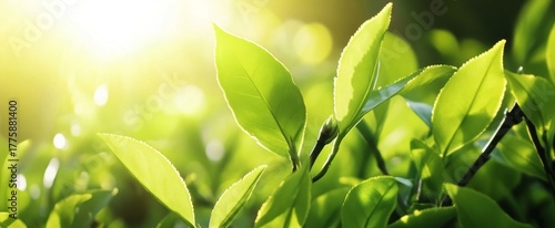 Fresh Green Tea Leaves Illuminated by Sunlight, Nature's Beauty, Close-up.
