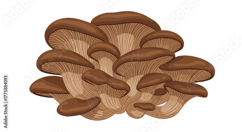 An illustrative cluster of brown oyster mushrooms with detailed gills, presented in a clean and appealing vector art style.