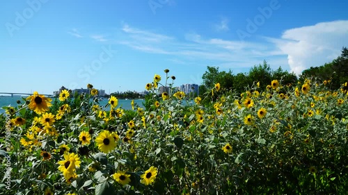 Sarasota, Florida USA - Sep 15, 2025: Marie Selby Botanical Garden and museum at Sarasota	

