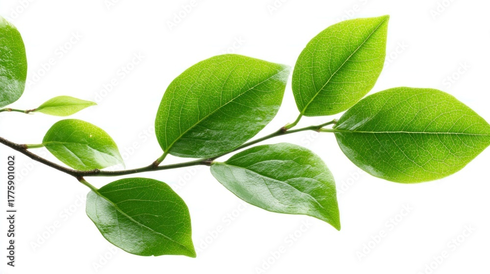 Fototapeta premium A branch with green leaves against a white background.