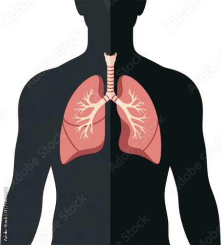 Silhouette of a human body with visible lung organs inside, used for anatomy and health education, flat art design style.
