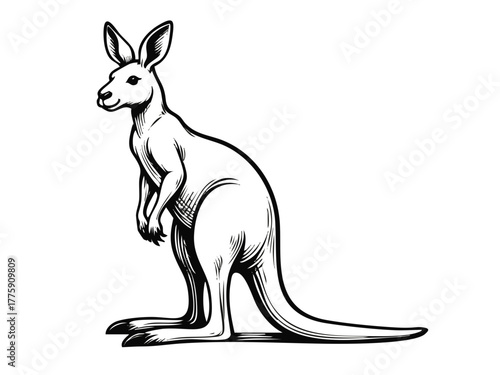 Simple illustration of a kangaroo. Monochrome. Line art. Animal. Australia.