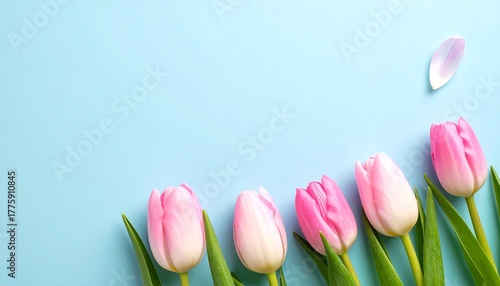 Five pink tulips arranged on a light blue background