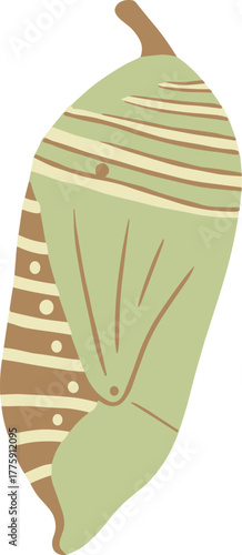Simple Flat Style Monarch Butterfly Chrysalis Cocoon Clip Art Illustration