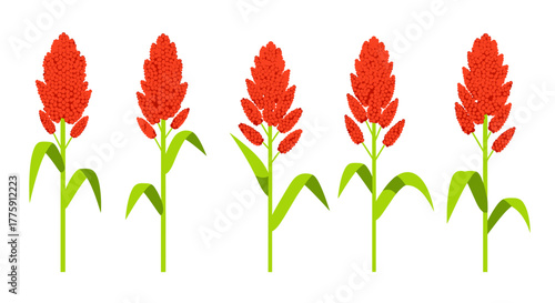 Vibrant red sorghum plants with green leaves, a natural and healthy agricultural harvest illustration showcasing organic growth and farm bounty.