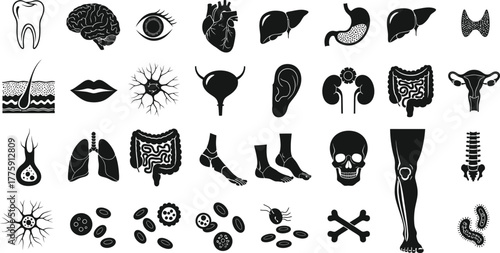Human Organs and Body Parts Silhouette Isolated on White Medical Anatomy