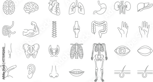 Human Internal Organs Outline Icons Set, Brain, Heart, Lungs and other anatomy