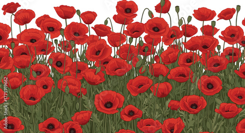 A vibrant and abundant border of red poppies in full bloom with lush green foliage, standing out against a clean white background, creating a beautiful natural scene.