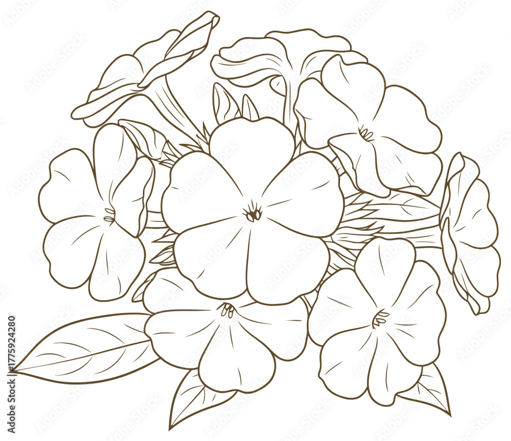 Fototapeta premium Floral outline drawing featuring a phlox cluster
