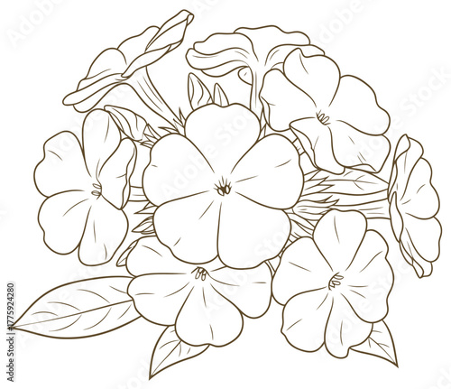 Floral outline drawing featuring a phlox cluster