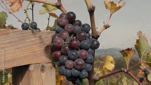 Fully Developed Cluster of Grapes from a Recent