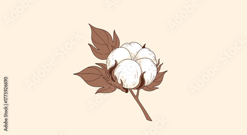 Detailed illustration of a cotton plant branch with fluffy white cotton bolls and textured brown leaves, symbolizing natural comfort and purity.