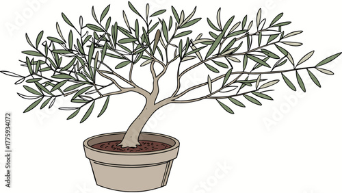 bonsai tree on white background