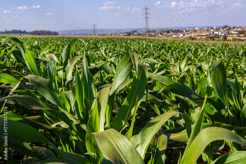 Lush green cornfield stretching to the horizon with a sorghum plantation in the background. Illustrates large-scale corn farming, a key pillar of Brazilian agriculture and economy.