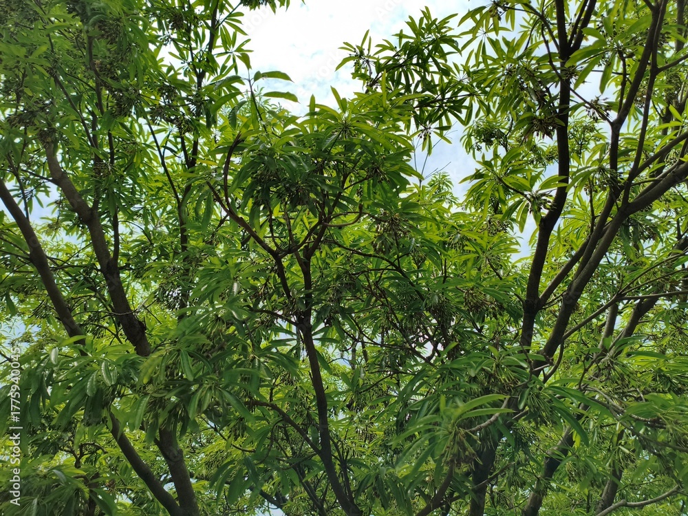 Fototapeta premium Lush Green Tree Canopy Against a Bright Sky