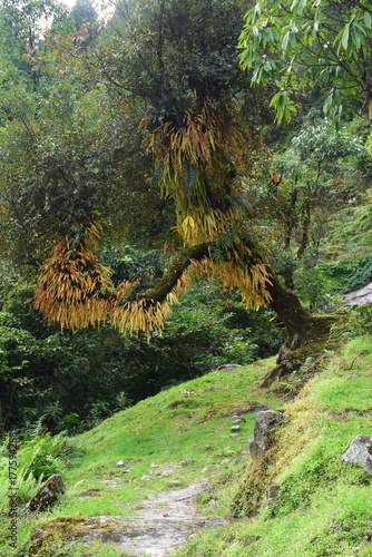 the gnarled,curved trunk of tree growing on a grassy hillside,draped with mass fern  that changing color  displaying vibrant yellows  golds and rusty brown against the green  leaves, epiphytic growth