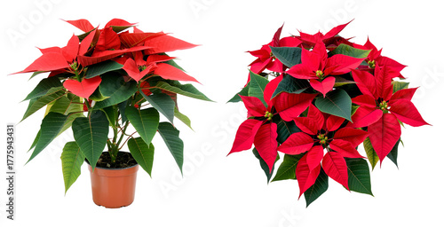 Two red poinsettia plants isolated on transparent background