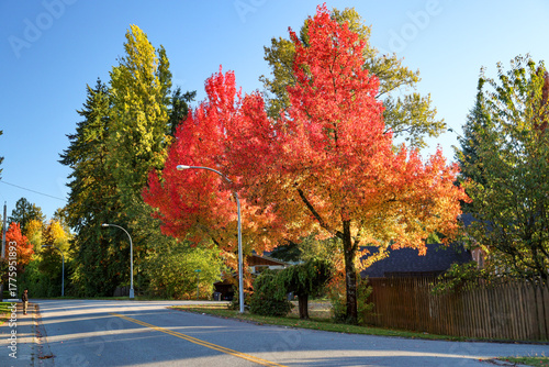 Fall Colors on Maple Trees in a Residential Area