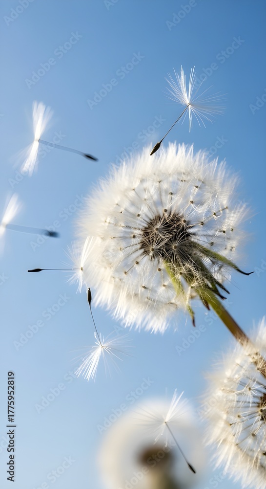 Obraz premium Dandelion seeds floating in the air against a clear blue sky