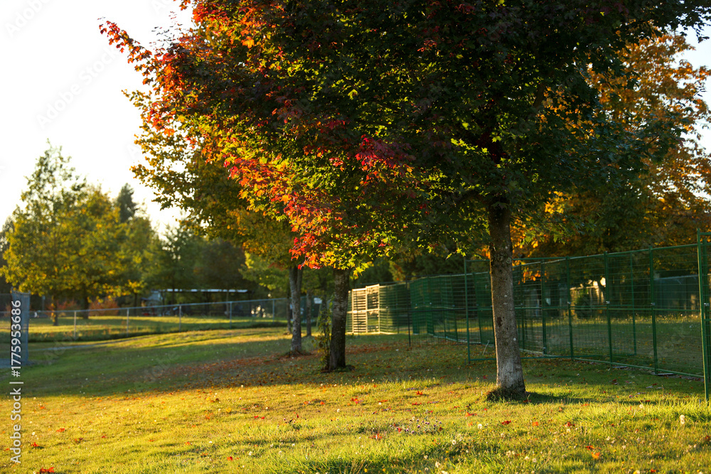 Naklejka premium Autumn Park with Trees and Colorful Foliage, AHP Matthew park surrey bc canada