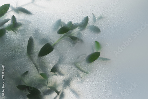 Soft green leaves behind frosted glass with natural light, minimal botanical background and calm organic mood