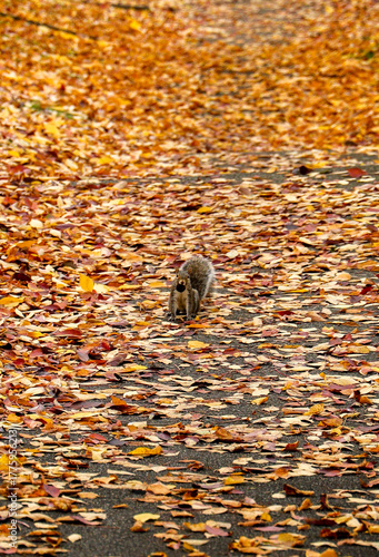 Eastern Gray Squirrel on a Path Covered in Autumn Leaves