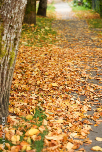 Suburban Street with Autumn Trees and Fallen Leaves on a Sidewalk