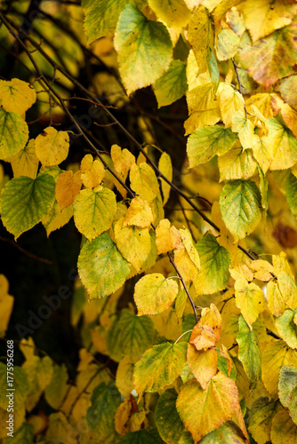 Close-up of Littleleaf Linden Leaves Changing Color in Autumn