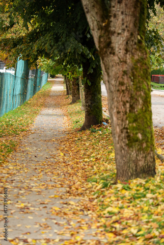 Autumn Path with Fallen Leaves Beside a Green Chain-link Fence