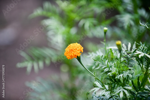 yellow dandelions blooming in green grass