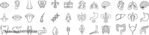 Human anatomy line icon set. Vector pictograms of heart, lungs, brain, liver, kidneys, stomach, intestines, bones, joints, reproductive organs, sensory organs, skeletal system, digestive system, circu