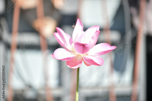 Pink Lotus flowers blooming in a garden with white and pink petals, close-up