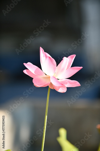 Pink Lotus flowers blooming in a garden with white and pink petals, close-up