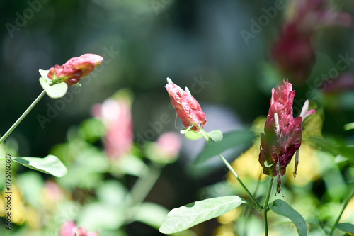 Red and yellow rose buds in the garden