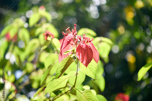 Red and yellow rose buds in the garden